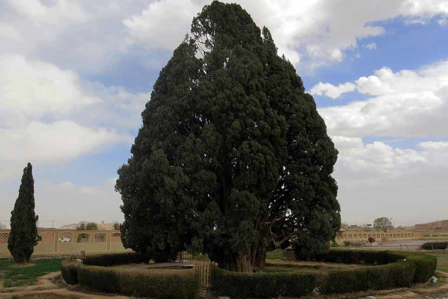 Abar Kouh Cypress Tree